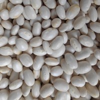 批發云南特產農家自種 珍珠豆新貨 彈子豆 圓白蕓豆新貨 五谷雜糧